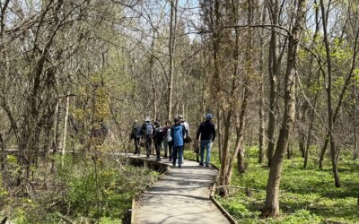 Una profunda experiencia en la naturaleza a través de los baños de bosque